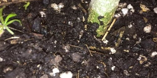 盆栽植物上经常冒出小黑飞,用下面这些方法都可轻松根除