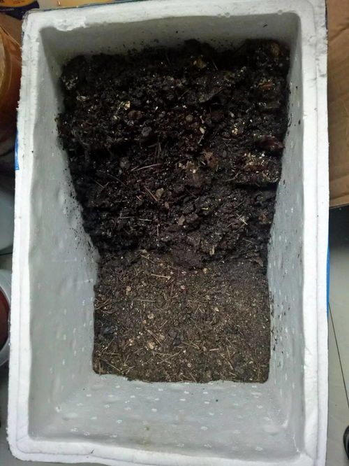 人称 三明治堆肥法 ,菜叶瓜果皮都能变花肥,关键还没异味