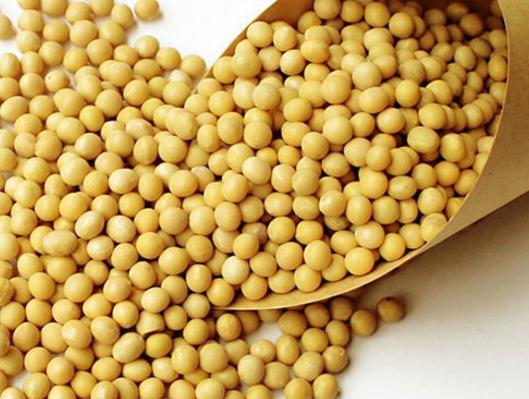 黄豆加上这2样 泡泡 浇花,可让植物根壮叶绿枝茂