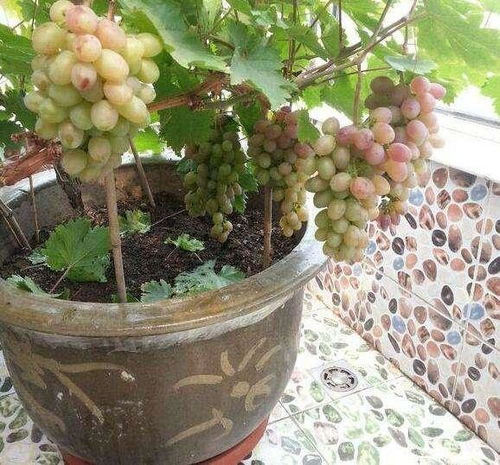 他用2年时间,把葡萄树养成 盆景 ,年年摘果1篮子