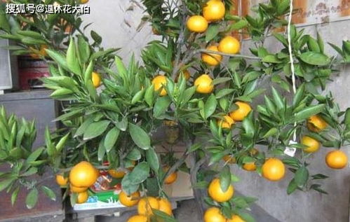 室内盆栽橘子树 自带香味 做好5点,越长越旺,还能开花结果