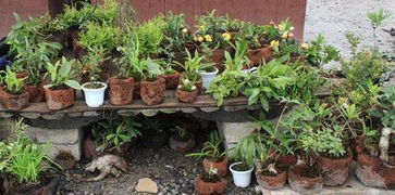 多肉植物无孔花盆怎么栽培