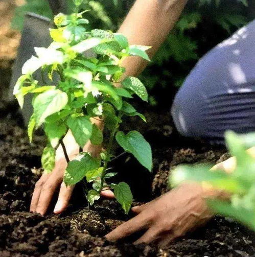 移栽植物时带土坨目的是_植物移栽时带土坨是为