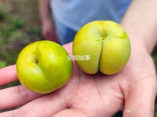 产源地直供 蜂狂李 牌蜂糖李开始预售