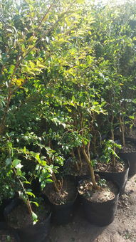 江油嘉宝果树苗种植专业基地