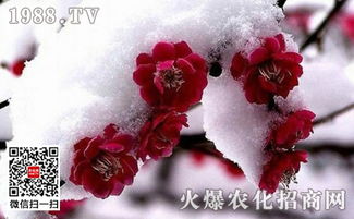 栽梅花用什么土-种梅花用什么土好