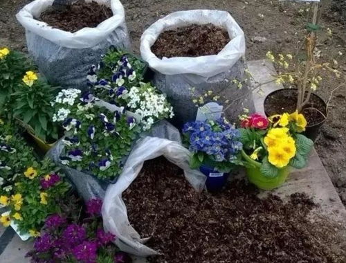 秋冬养花施肥,牢记3个要点,不黄叶烂根,花花长势旺