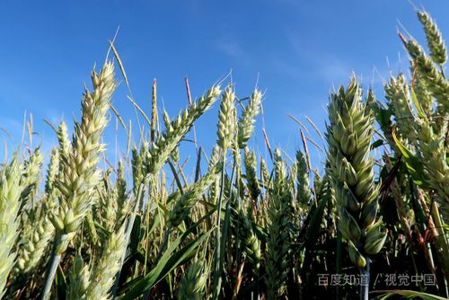 地方政府不准农民在承包的耕地上种玉米 只充许种蔬菜和果树.是否违法