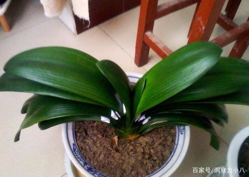 君子兰土里加 2料 ,7天猛窜大白根,独苗变群兰,花大压弯枝