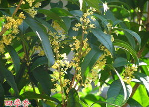 四季桂花的园林用途