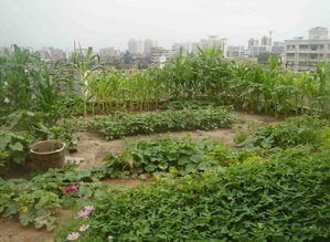 屋顶花园其实不难,在楼顶铺出个100平米绿地,养花种菜全搞定
