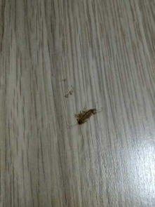 家里出现白色透明须子很长的虫子 有害吗 