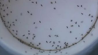 植物老是长虫 试试家里这些随处可见物品吧