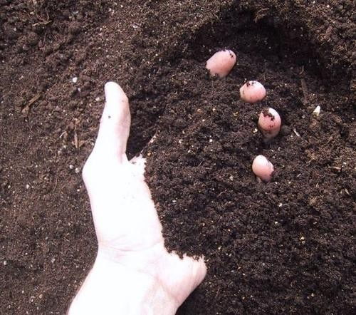 常熟市土壤检测 种植土壤总养分检测