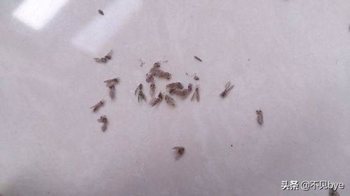 厕所飞虫的根治小妙招 卫生间有小飞虫怎么办