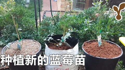 种多肉的草炭土和泥炭土到底啥区别 哪个好 实物对比