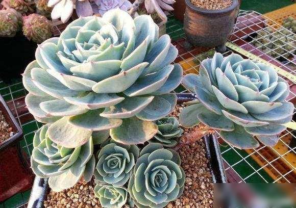 养多肉植物配土颗粒是越多越好吗