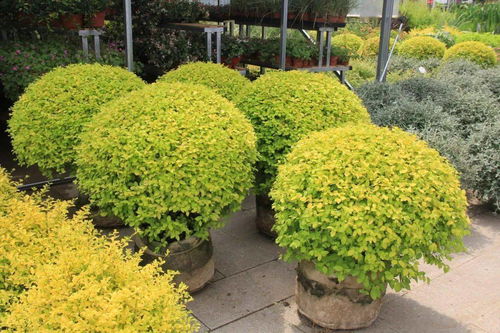 植物移植为什么要带土壤-植物移植为什么要带土