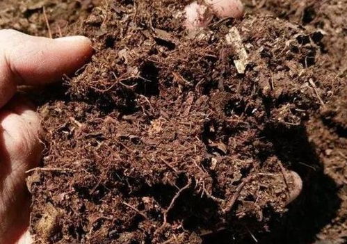 怎么样居家自制营养土 4种材料一处理,栽种啥花都能达到要求