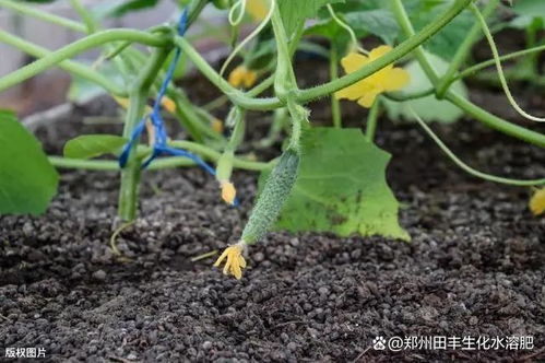 土壤板结与土壤酸碱失衡的原因,如何改良