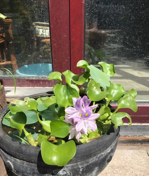 2种花沾土就疯长,最好别地栽,不然没处落脚