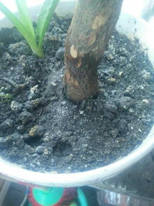 盆栽里边一层白色的小虫子是啥东西 可小 比芝麻还小的白虫子是啥 盆栽的土是营养土,加的有烘干的 