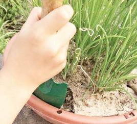 花盆土壤板结了怎么办 