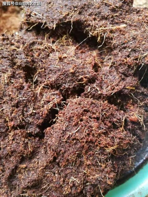 不值钱的椰糠,被商家加在泥炭土里,卖给不懂土的小白,可恨