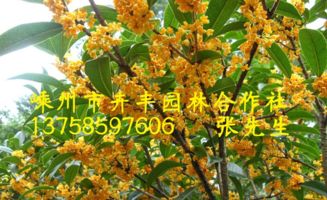 嵊州桂花 嵊州桂花好不好 适合什么土 