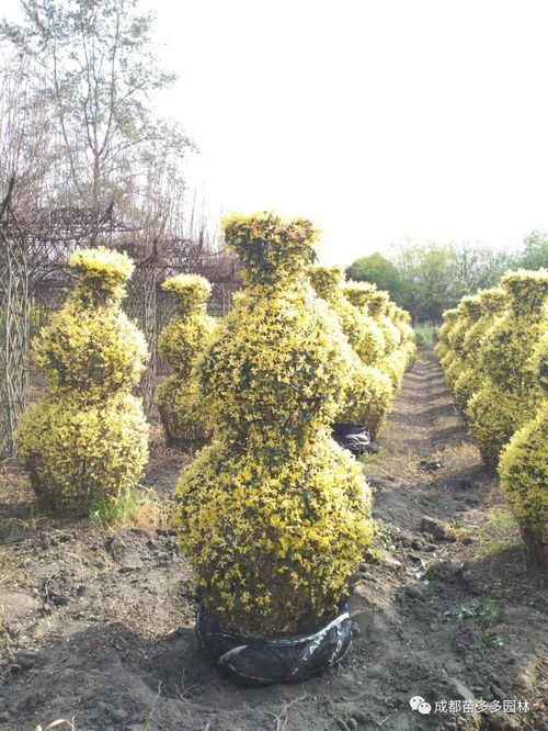 移栽树木土球要解开吗,大树移栽土球散开怎么办