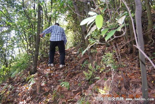 山在那里,上山挖土去