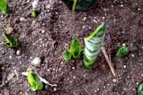 花卉养殖小课堂 花盆小飞虫太多了怎么处理见效快