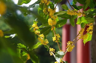 豆瓣日记 北京的桂花