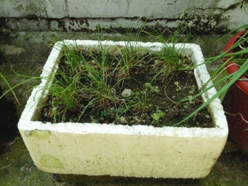 用泡沫箱种菜一家五口得胃癌、用泡沫箱种菜有