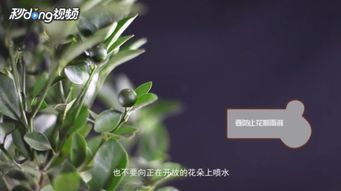 金桔树冬天怎么养