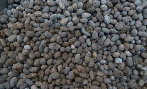 发酵的羊粪能拿来拌土栽种多肉吗 当然可以,但盆土过肥并非好事