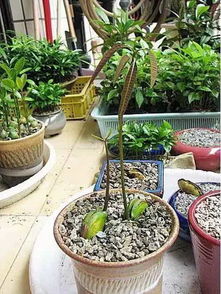 芒果蘸酱油out了,这才是吃芒果的最高境界