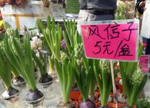 5元买一盆,这4种花便宜又好看,10元买2盆,回家天天有花看