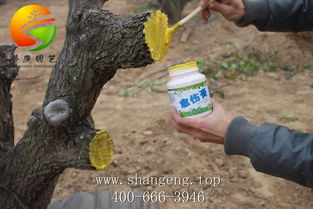 树木移植哪里有 值得信赖树木移植哪里有