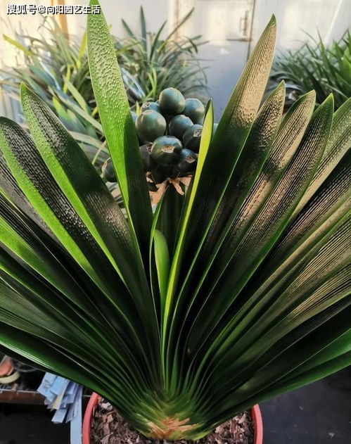 养君子兰,什么样的植料最好 应该怎么搭配 分享几个技巧
