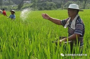 围观 ▌能把肥料解析的这么透彻,仅此一文