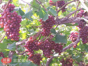 葡萄苗基地浅析 葡萄苗整形修剪种植技术