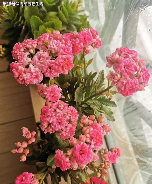 冬天,室内阳台可以养的8种花,花期长,价格便宜,好养护