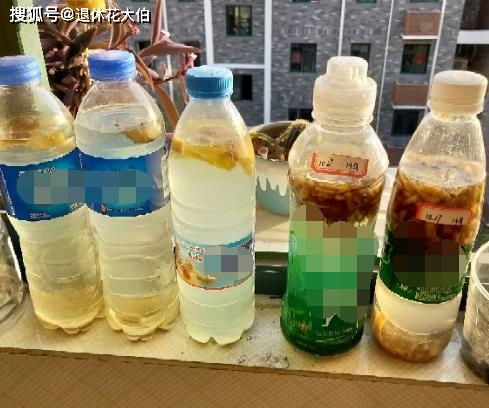 自制肥料难不难 有着20年经验的养花人 懂 这2样 就够了