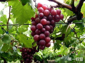 葡萄为什么不发芽 葡萄不发芽的主要原因