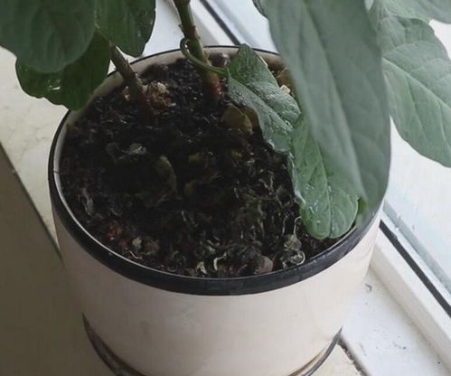 花盆里的土太硬怎么办