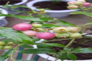 【蓝莓苗果树苗盆栽地栽南北方种植蓝莓树苗蓝莓苗当年结果】-黄页88网