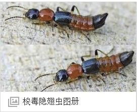 屋子里都是虫子 怎么回事 这是什么虫子怎么除掉啊