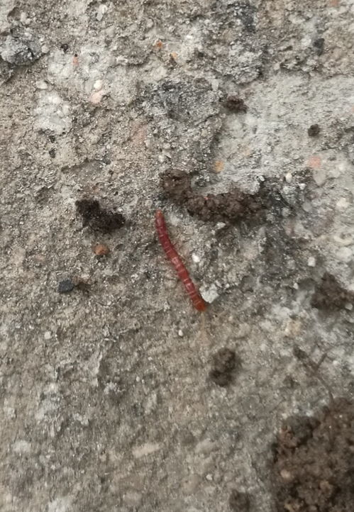 花盆里长了好多这种虫子,暗红色多足 不知叫啥名 怎么灭除 谢谢