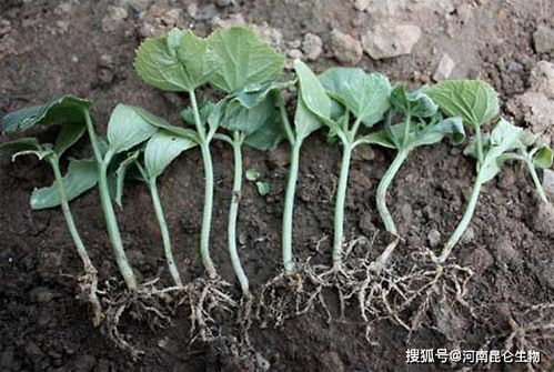 根结线虫最怕什么